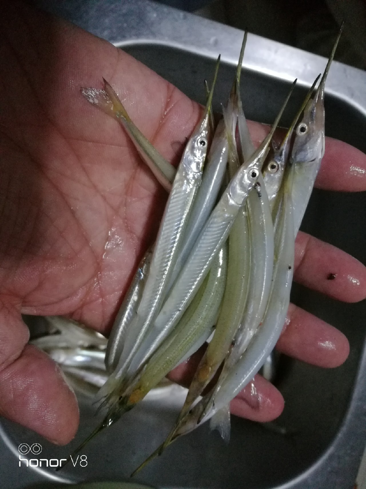 初春野河钓小杂鱼,野钓避杂鱼