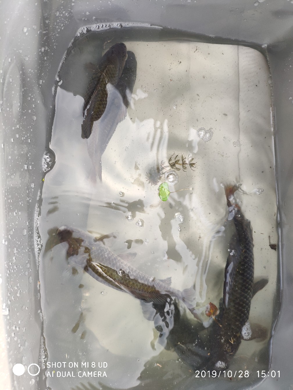 和钓友吃吃喝喝好不好,野钓与钓友