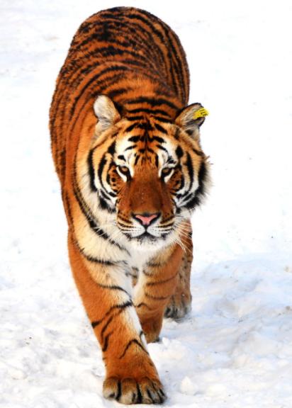 一生最有福的生肖女温柔善良,人品最好全身都是宝的5大生肖女