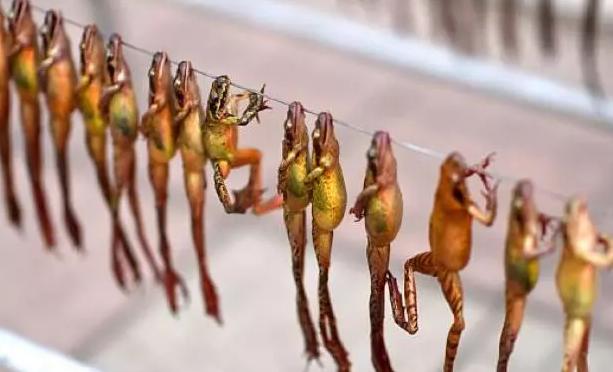 国内最贵的6种“顶级食材”，家里有矿才吃过，只能远观