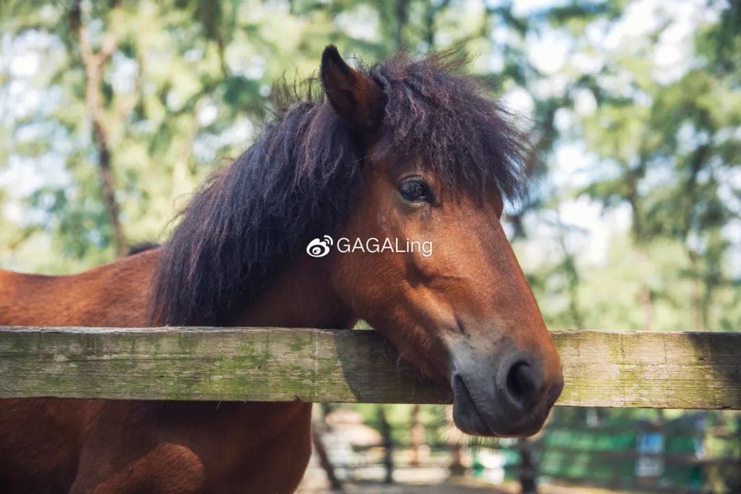 大V推荐|国内少有的黄金沙滩海岸,漳州六鳌游玩必备攻略,拍照小贴士!