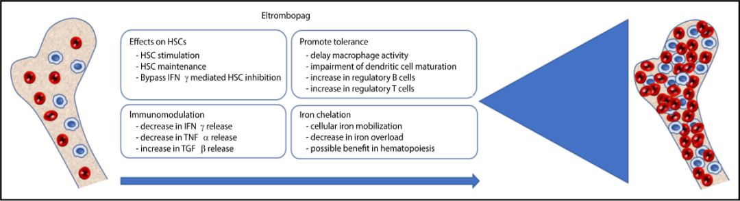 艾曲波帕治疗免疫性血小板低,艾曲波帕对再生障碍性贫血有用吗