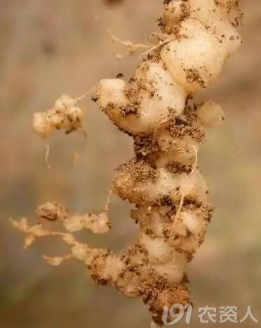 鸡粪真的能用吗,为什么鸡粪不建议用