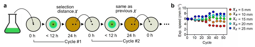 生物进化的三个基本规律,科学家通过什么推断生物进化过程