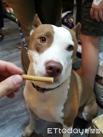 毛孩子有牙结石,毛孩子长牙结石了怎么办