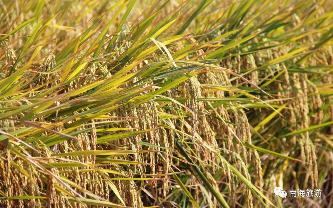 满城尽带黄金甲!在佛山,就能感受秋日童话的浪漫