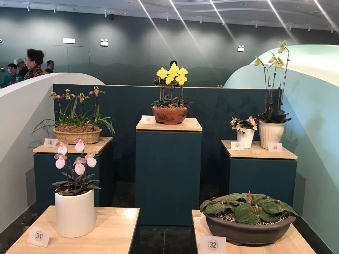 世园藏珍奇|再看中国馆里的兰中“美娇娘”——带叶兜兰