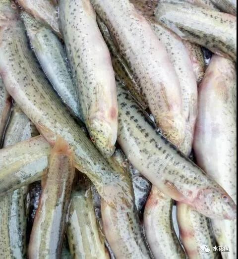 泥鳅养殖最怕什么,泥鳅养殖技术是骗局