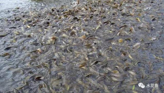 泥鳅养殖风险分析,泥鳅养殖技术是骗局