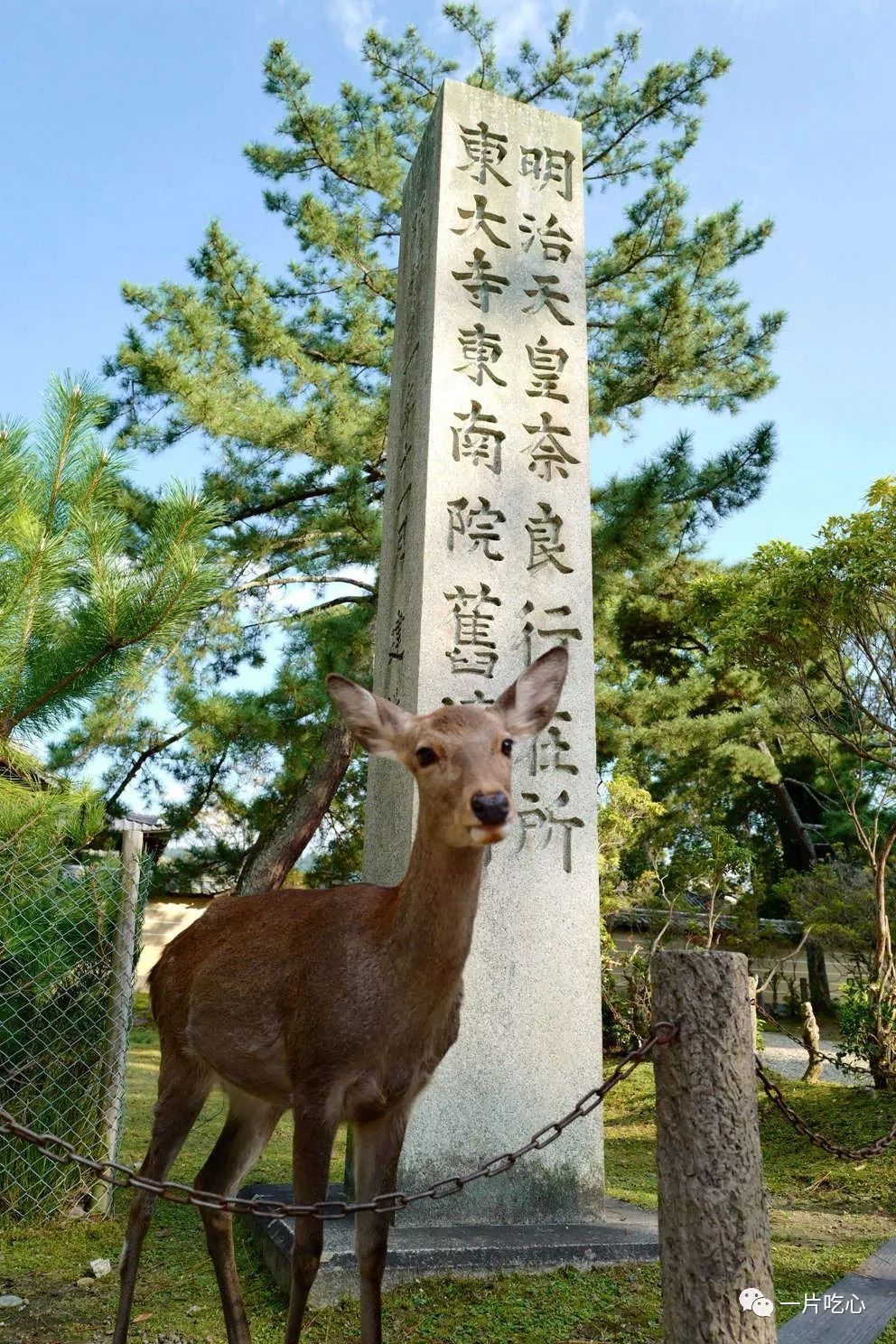 奈良的小鹿,奈良的小鹿最近新消息