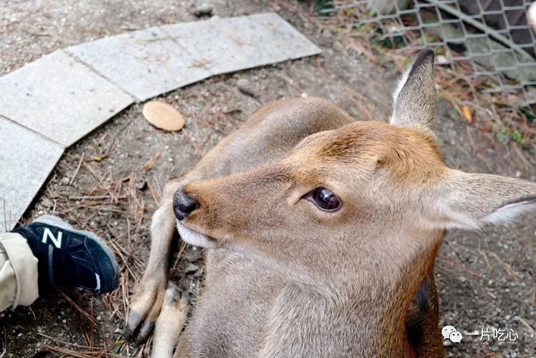 奈良的小鹿,奈良的小鹿最近新消息