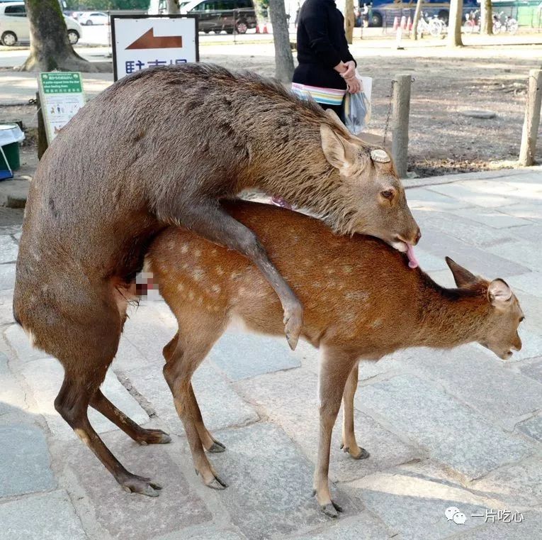 奈良的小鹿,奈良的小鹿最近新消息