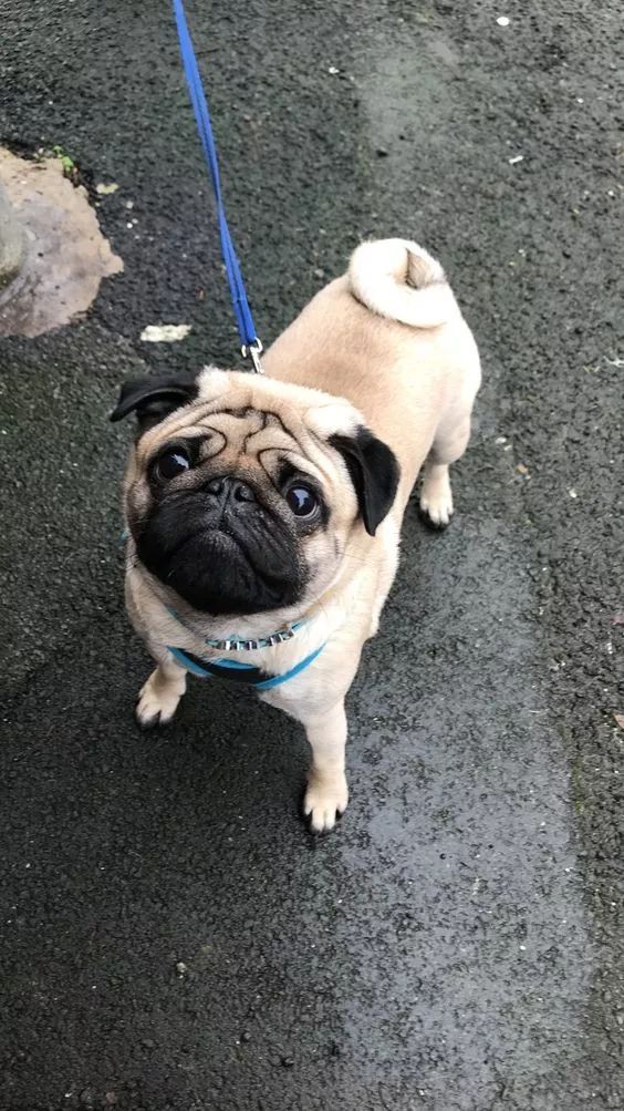 养狗的20个技巧,养狗最推荐养什么