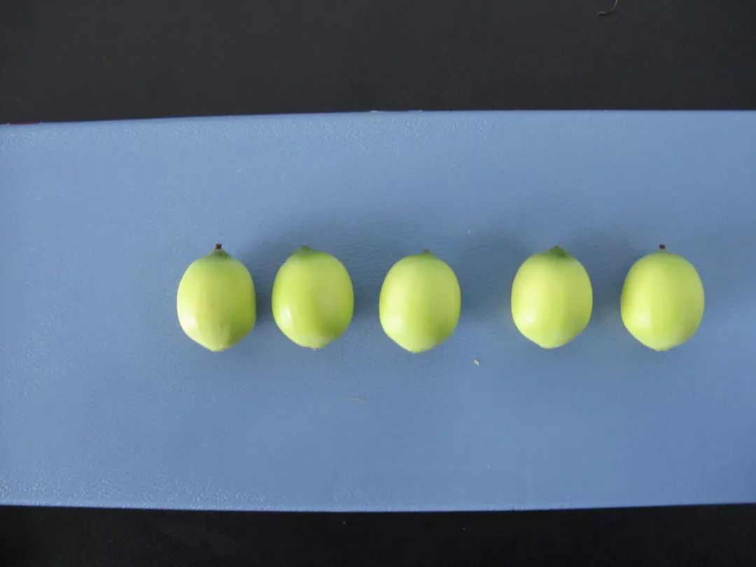 那些发芽的食物还能吃吗,发芽的食物不能吃一文告诉你真相