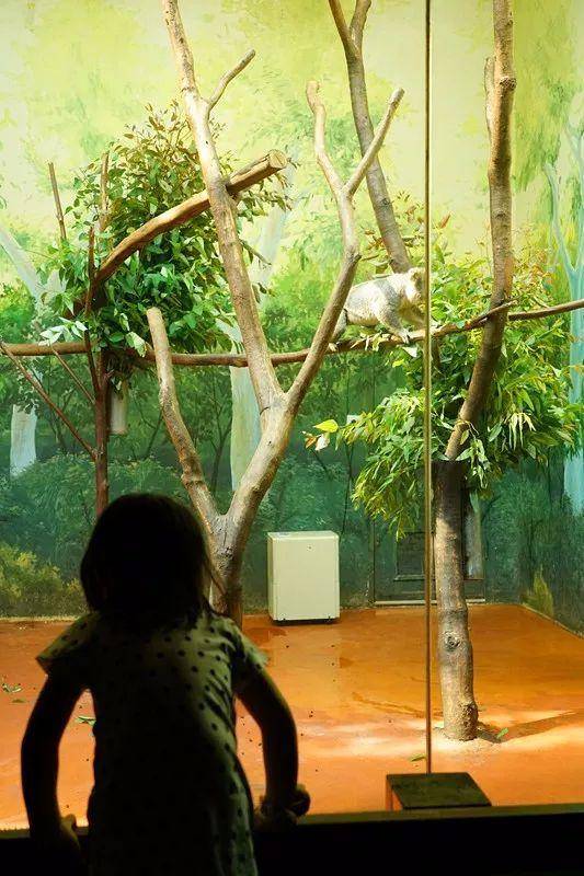 亲子游广州长隆动物园,广州长隆野生动物世界亲子游路线