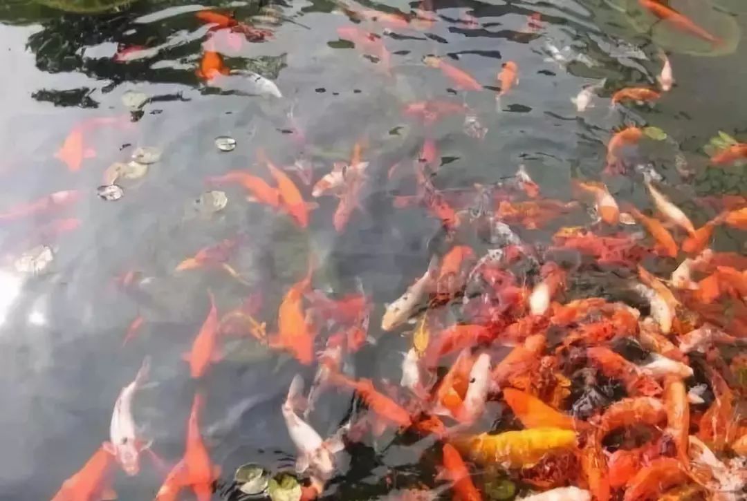 趣读丨旧时苏州人「养宠物」极简史，不只是吸猫遛狗