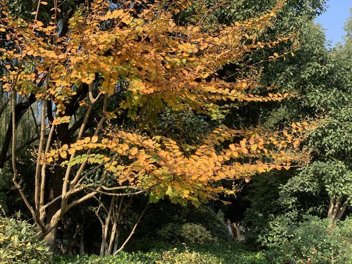 杭州大雪对龙井茶影响多大,浙江龙井茶受旱情况怎么样
