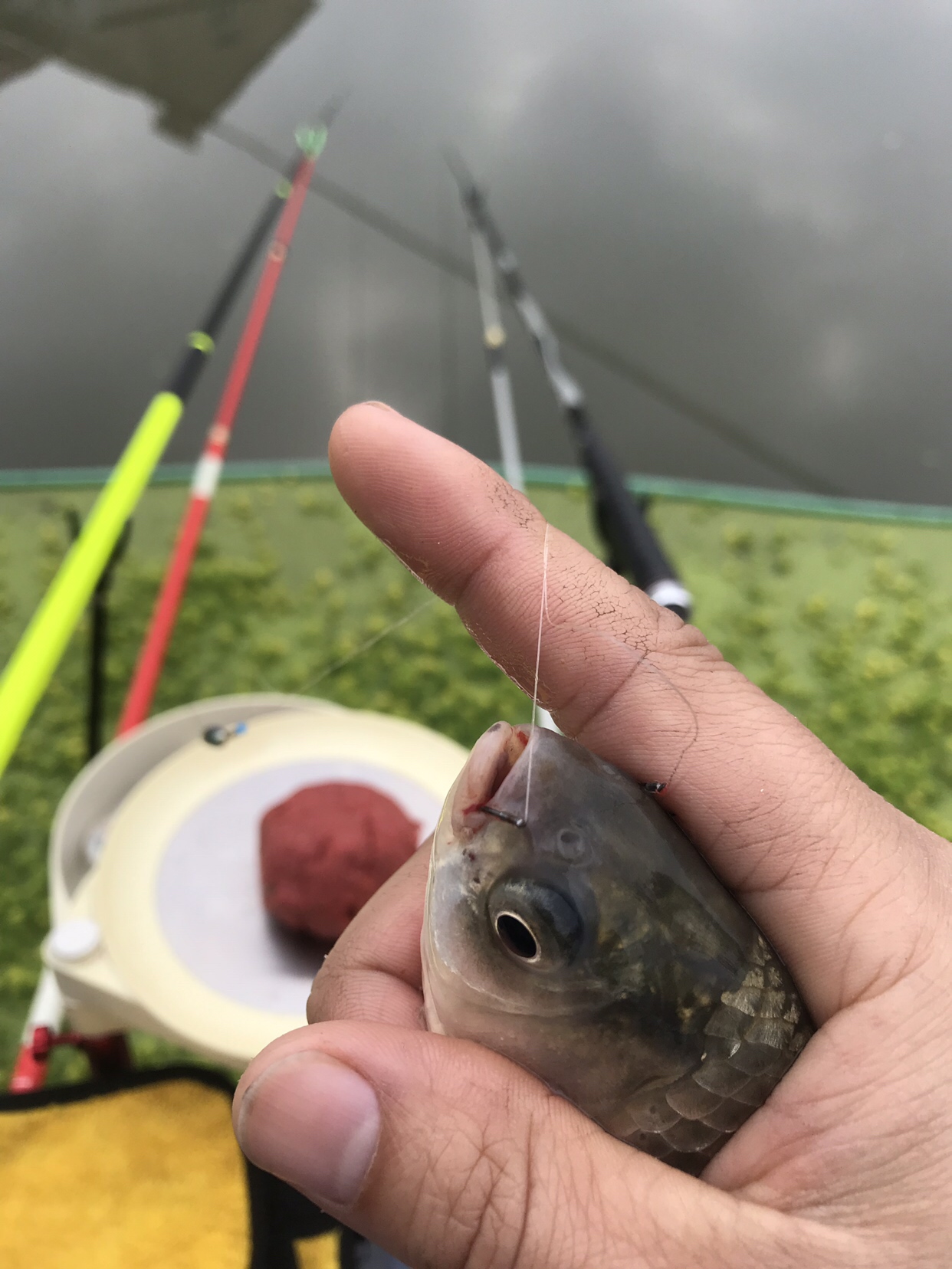 野钓垂钓实录,野钓钓鱼视频实战