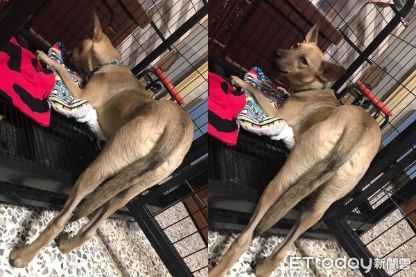 汪吃洁牙骨变身！性感翘臀秒电翻