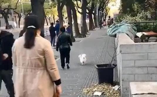 狗子摔了一跤摔出东西了,狗狗不小心摔了走路一瘸一拐的