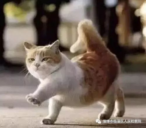 我是一只猫直播,我是一只猫现场