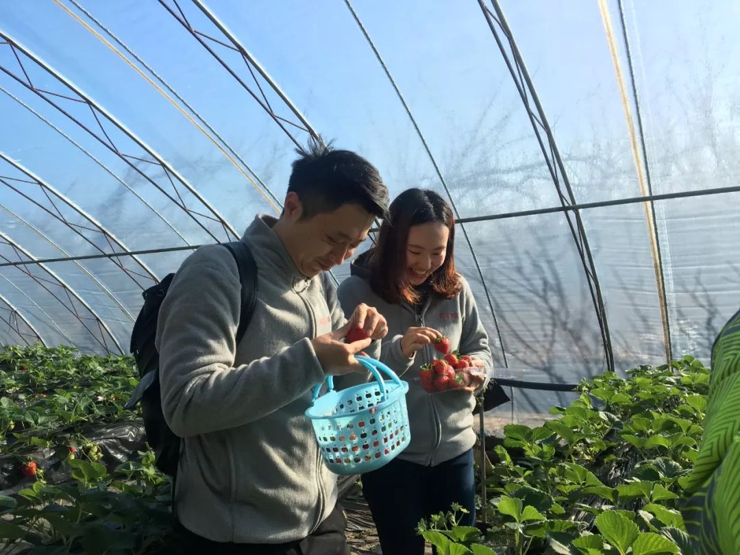 北京昌平草莓哪两个季节上市,昌平草莓什么时候熟