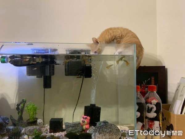 主子触发喵电感应哈气一整晚　对到眼秒大骂