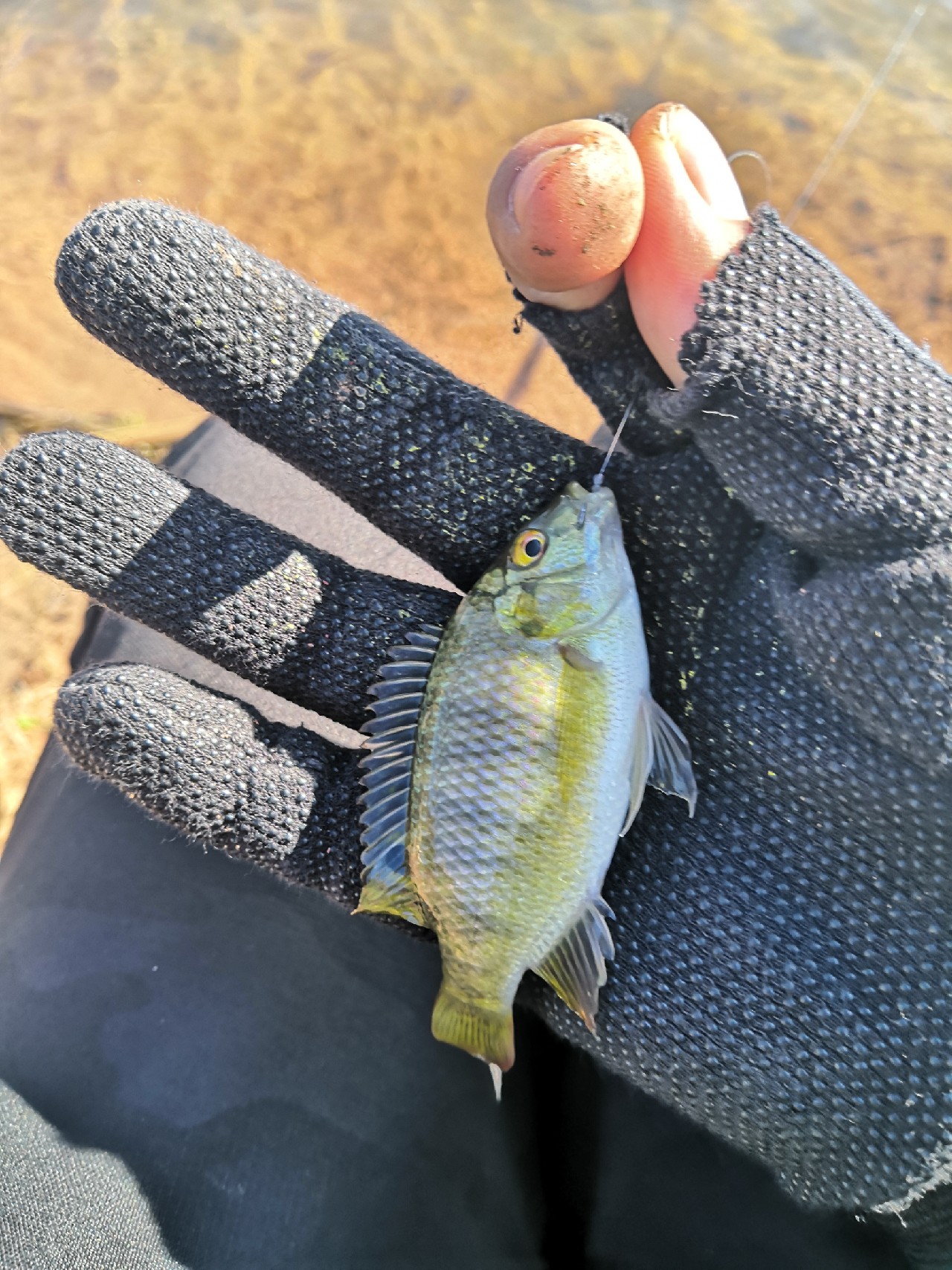 野钓桥边钓点,野钓探寻钓位