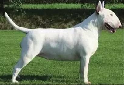 十大巨型犬种,10种大型犬