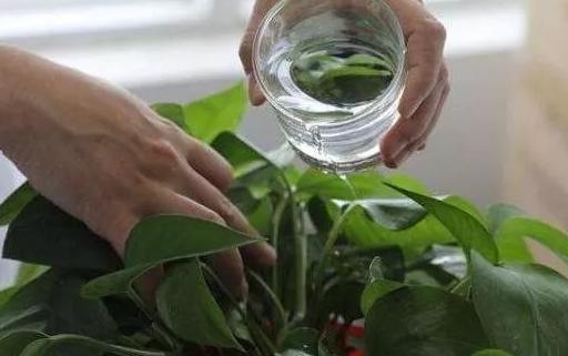 绿萝有毒吗养在家里对身体有害吗,绿萝有毒吗是否适合养在卧室