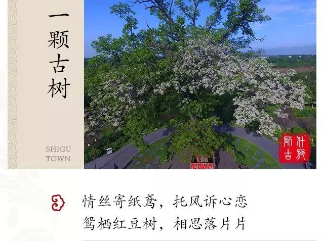 浓浓古典意蕴，孕育千年相思树！什邡这个小镇真的很美