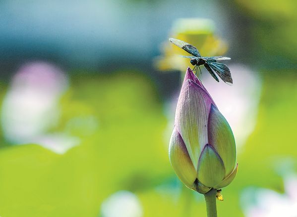 住哪里可以感受洛阳的繁华,洛阳哪个地方最适合居住