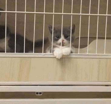 出远门宠物怎么带走,最全托运宠物指南来了