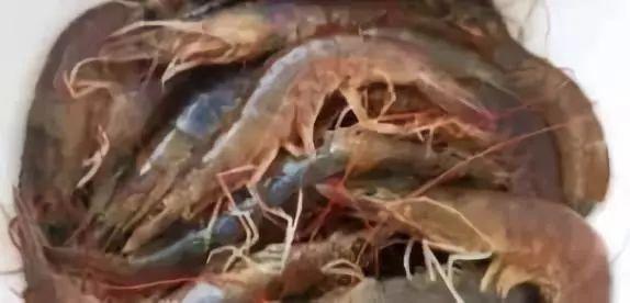 煮虾是冷水下锅还是热水下锅,水煮小白虾是冷水还是开水下锅