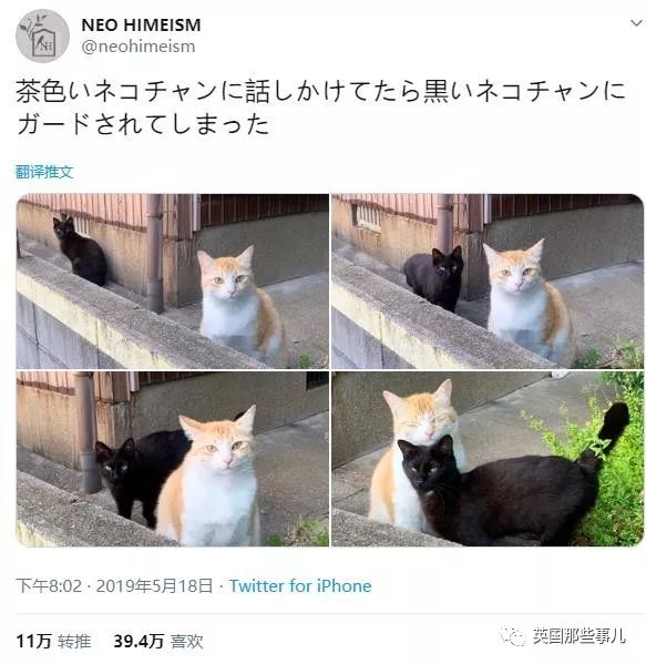 喵星人的日常图片大全,最好看的喵星人图片