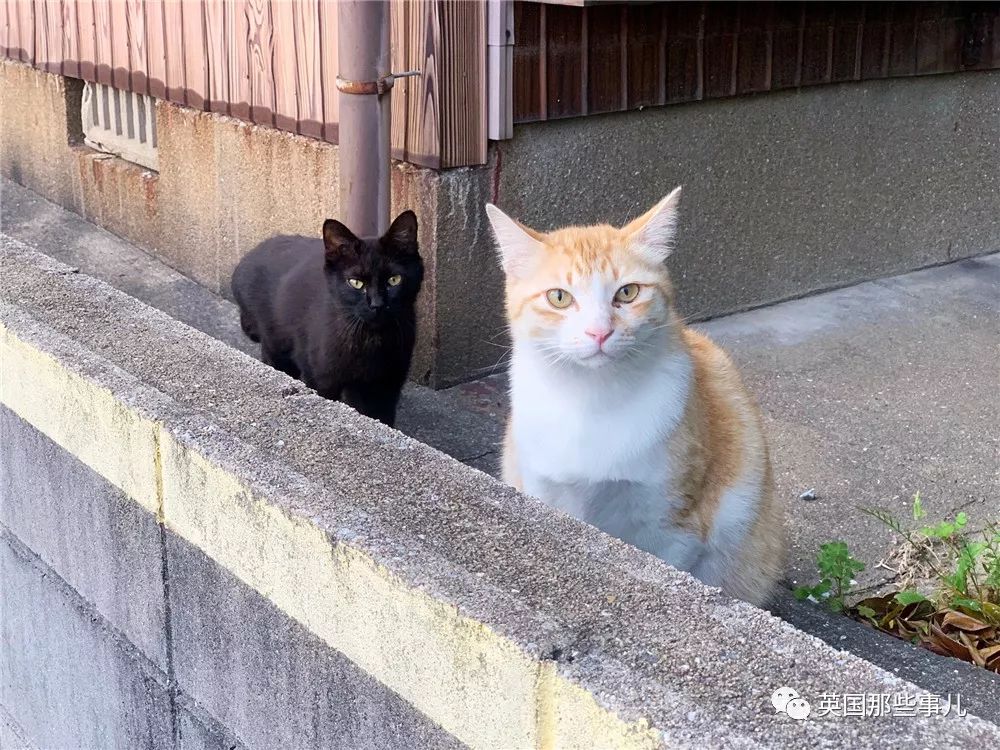 喵星人的日常图片大全,最好看的喵星人图片