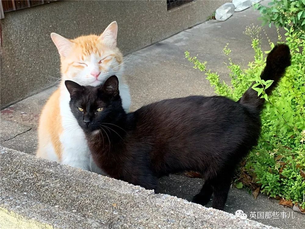 喵星人的日常图片大全,最好看的喵星人图片