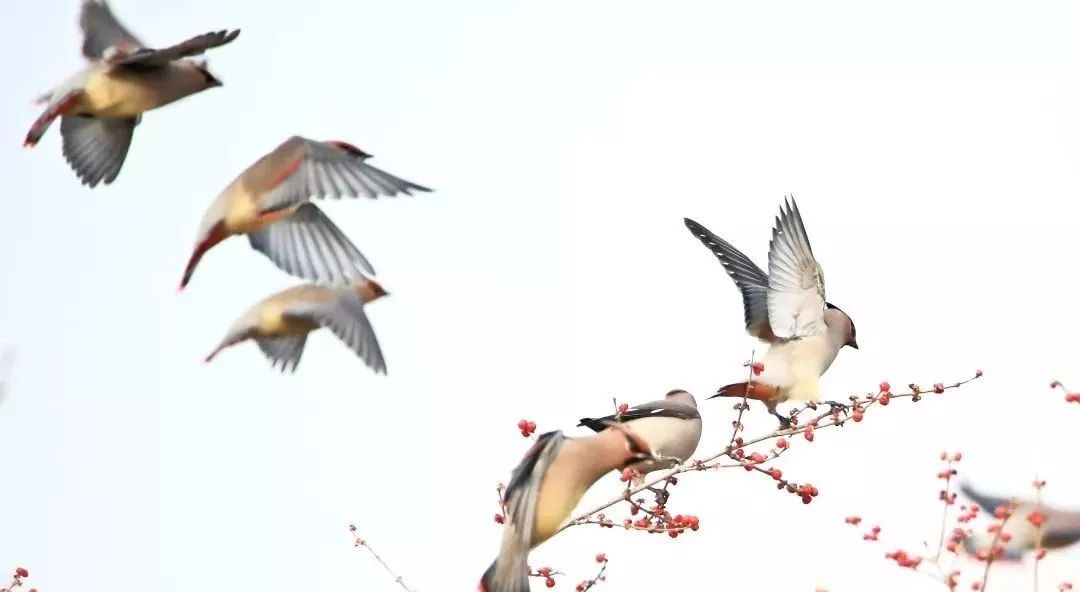 瞒不住了！昌平天空划过一群“小精灵”！可爱的那种！