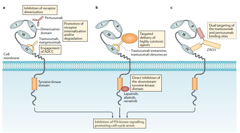 her2靶向治疗新思考,her-2靶向药