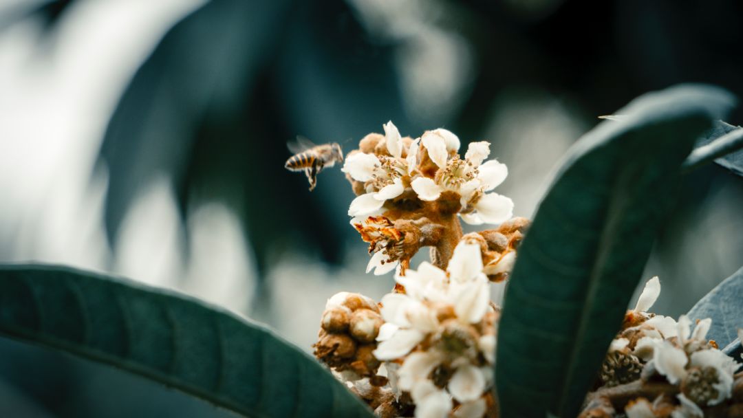 向大学蜂蜜研究所定制了一罐枇杷冬蜜，甜甜润润杏仁香