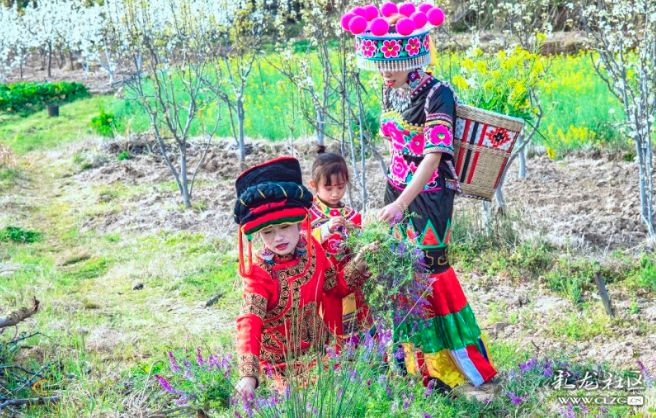彝族漫山遍野的索玛花,索玛花盛开在高高的彝山