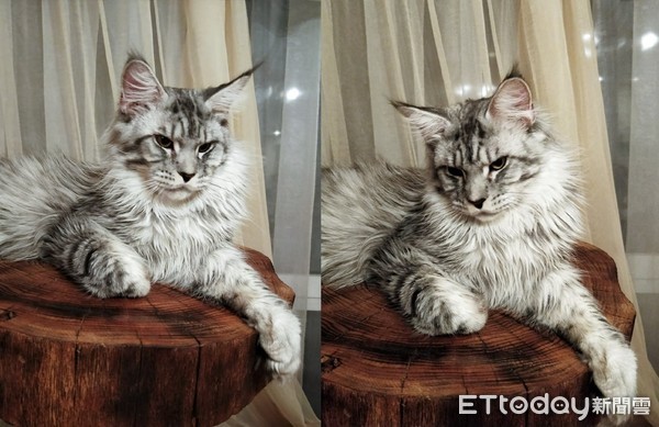 从欧洲带回「软萌小猫」1年后变超巨大！　妈傻眼：遇到诈骗？