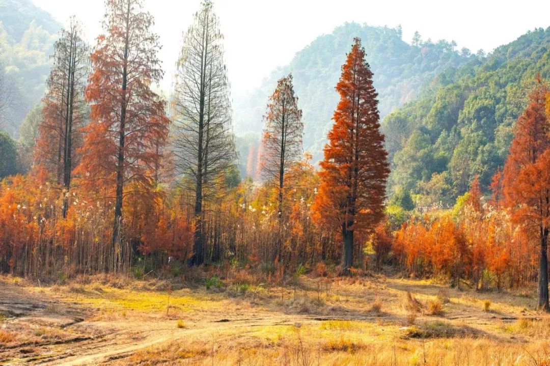 长沙梅溪湖拍照的网红打卡地,长沙梅溪湖网红打卡地在哪个站下