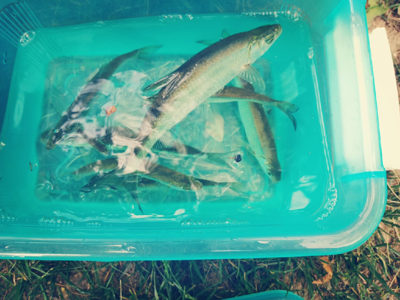 打中了第一尾白条后，我家人怀疑我在吸毒