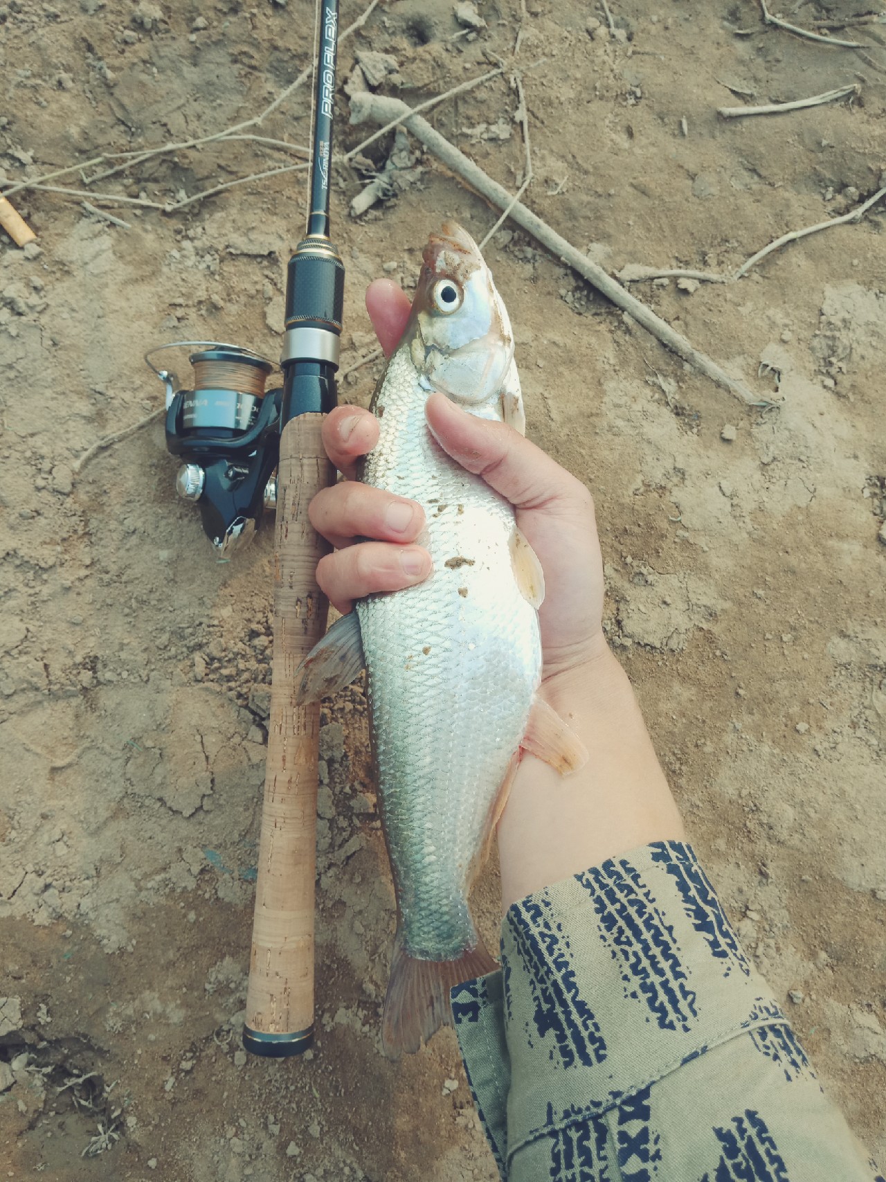 打中了第一尾白条后，我家人怀疑我在吸毒