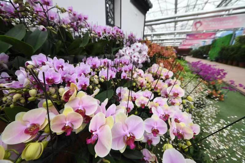3000多株兰花绽放迎新春,国内最大的兰花展厅