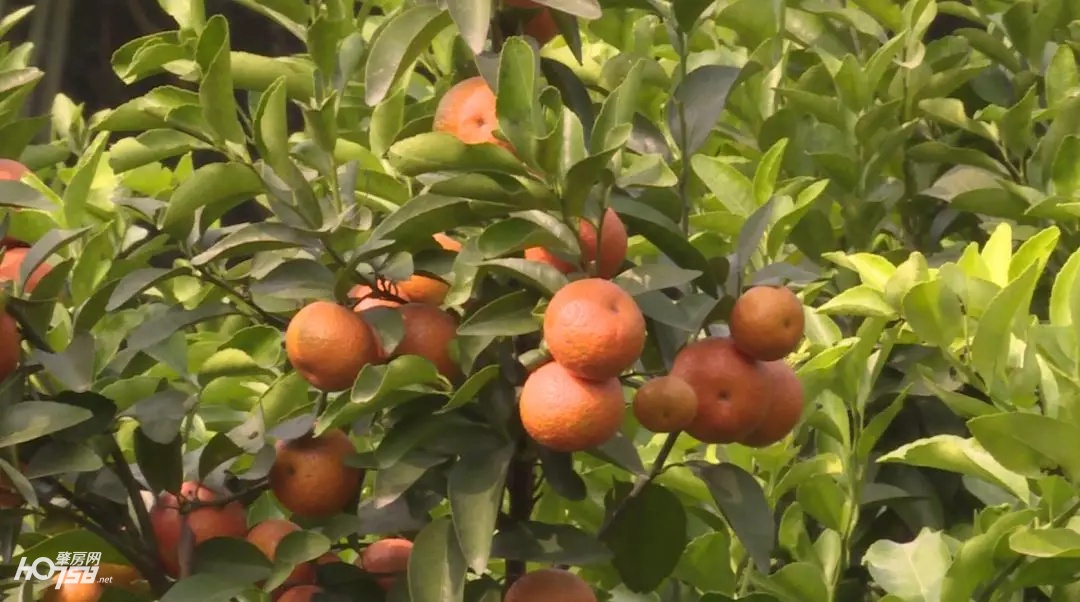 大新镇沙糖桔丰收视频,迳口沙糖桔采摘园