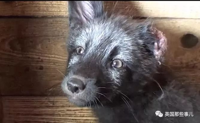 一只差点被做成皮草大衣的北极狐，如今白白胖胖过上了圣诞节