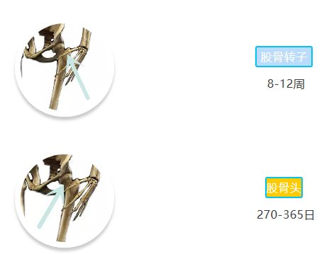 「骨科康复」骨折愈合分期和愈合时间