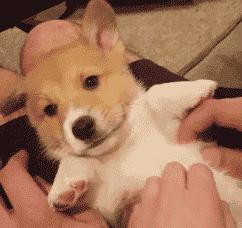 狗狗太活泼不粘人怎么办,狗狗太活泼有多动症怎么办